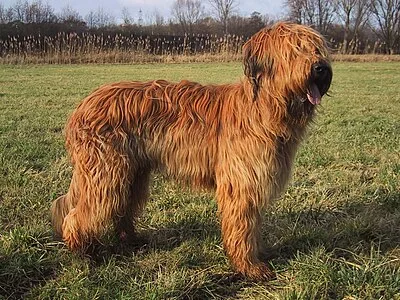 Briard - Large dog breed
