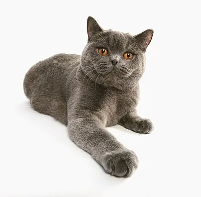 British Shorthair - Medium-Large cat breed
