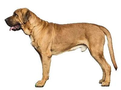 Broholmer - Giant dog breed