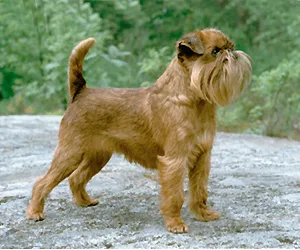 Brussels Griffon - Toy dog breed