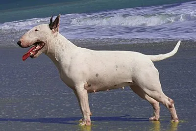 Bull Terrier - Medium dog breed
