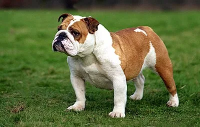 Bulldog - Medium dog breed