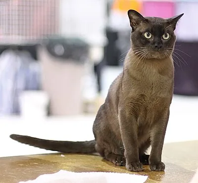 Burmese - Medium cat breed