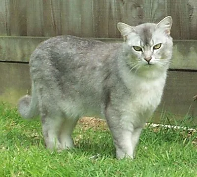 Burmilla - Medium cat breed