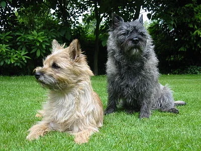 Cairn Terrier - Small dog breed