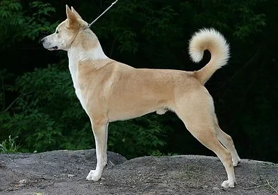 Canaan Dog - Medium dog breed