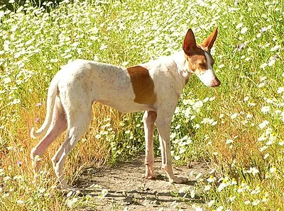 Canarian Warren Hound - Medium dog breed