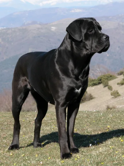 Cane Corso - Large dog breed