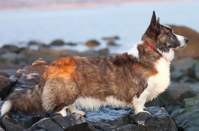 Cardigan Welsh Corgi - Small-Medium dog breed