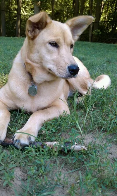 Carolina Dog - Medium dog breed