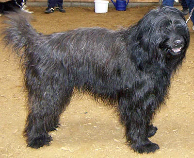 Catalan Sheepdog - Medium dog breed