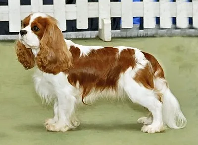 Cavalier King Charles Spaniel - Small dog breed