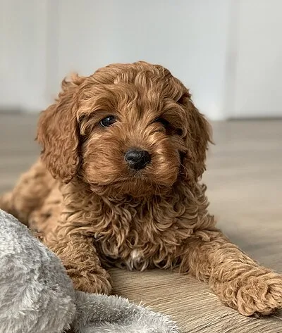 Cavapoo - Small dog breed