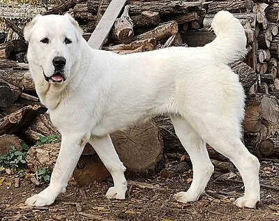 Central Asian Shepherd Dog - Giant dog breed
