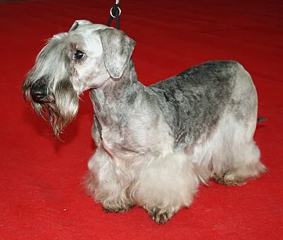 Cesky Terrier - Small dog breed