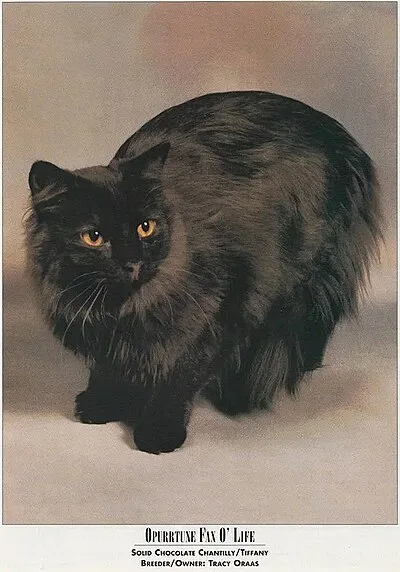 Chantilly-Tiffany - Medium cat breed