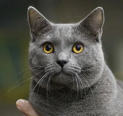 Chartreux - Medium-Large cat breed