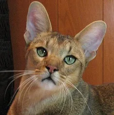 Chausie - Large cat breed