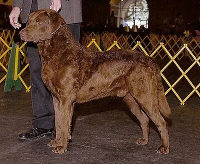 Chesapeake Bay Retriever - Large dog breed