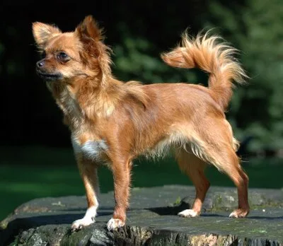 Chihuahua - Toy dog breed