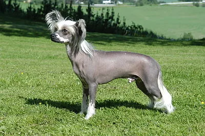 Chinese Crested - Toy dog breed