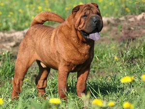 Chinese Shar-Pei - Medium dog breed