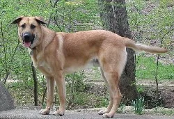 Chinook - Large dog breed
