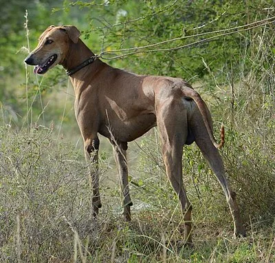 Chippiparai - Large dog breed