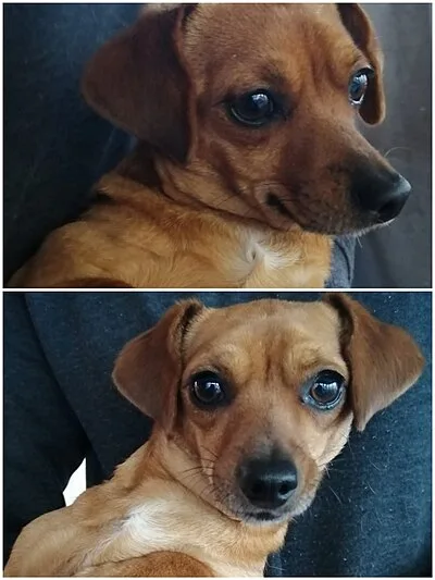 Chiweenie - Small dog breed