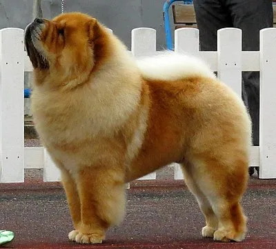 Chow Chow - Medium-Large dog breed