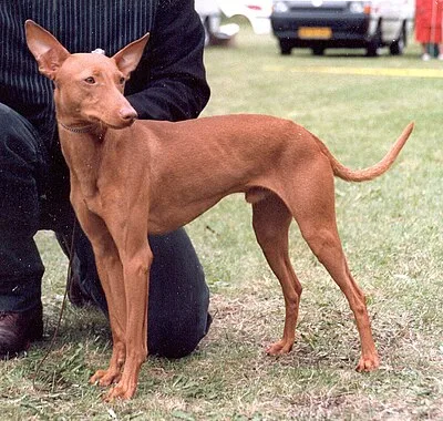 Cirneco dell'Etna - Medium dog breed