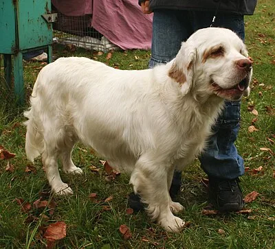 Clumber Spaniel - Large dog breed