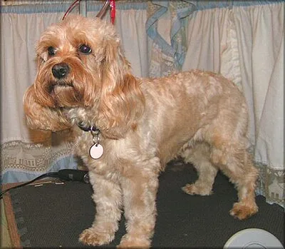 Cockapoo - Small-Medium dog breed