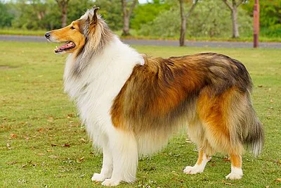 Collie - Large dog breed