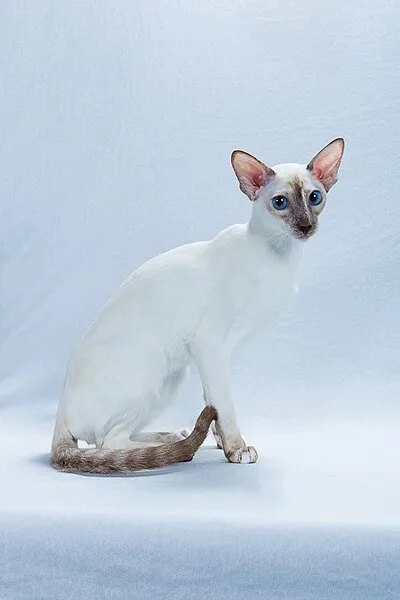 Colorpoint Shorthair - Medium cat breed