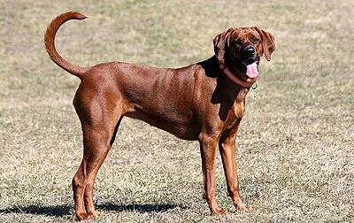 Coonhound - Large dog breed