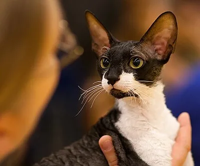 Cornish Rex - Small-Medium cat breed