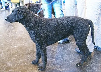 Curly-Coated Retriever - Large dog breed