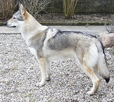 Czechoslovakian Wolfdog - Large dog breed