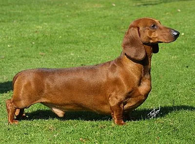Dachshund - Small dog breed