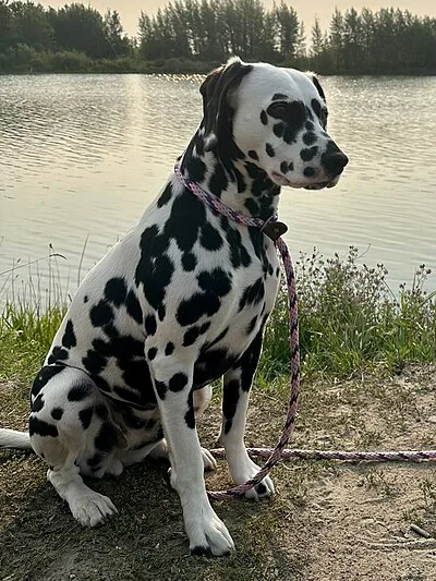 Dalmatian - Large dog breed