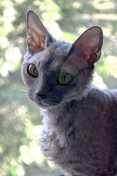 Devon Rex - Small-Medium cat breed