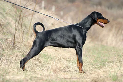 Doberman Pinscher - Large dog breed