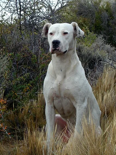 Dogo Argentino - Large dog breed