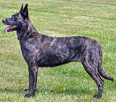 Dutch Shepherd - Medium-Large dog breed