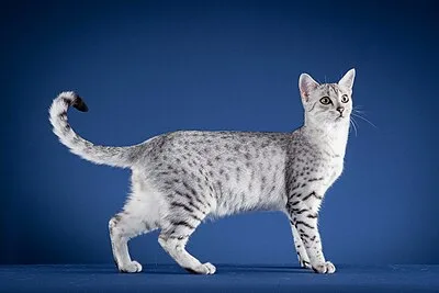 Egyptian Mau - Medium cat breed