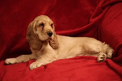 English Cocker Spaniel - Medium dog breed