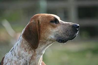 English Foxhound - Large dog breed