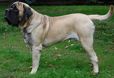 English Mastiff - Giant dog breed