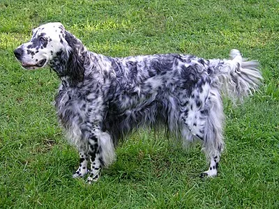 English Setter - Large dog breed
